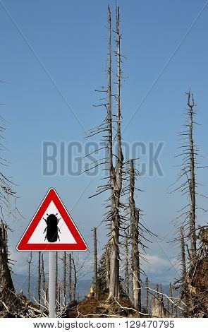 Bark Beetle Zone At Mount Rachel