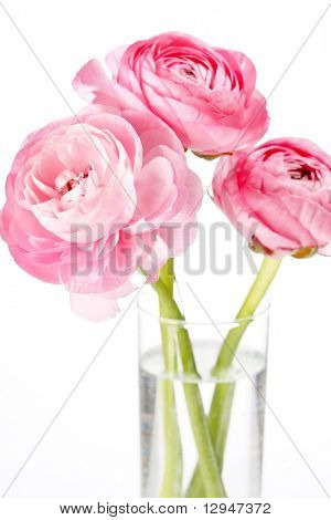 Ranuncolo rosa