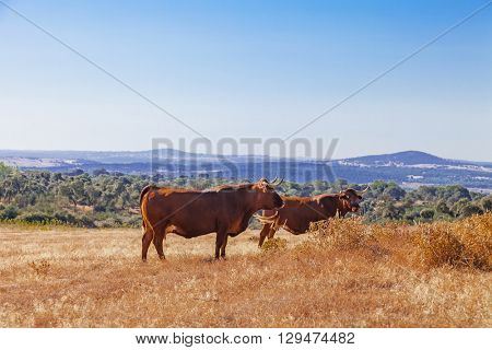 Cows of the Alentejana Breed (Raca Alentejana) bred free range in the vast rural fields. Alentejo Region of Portugal.