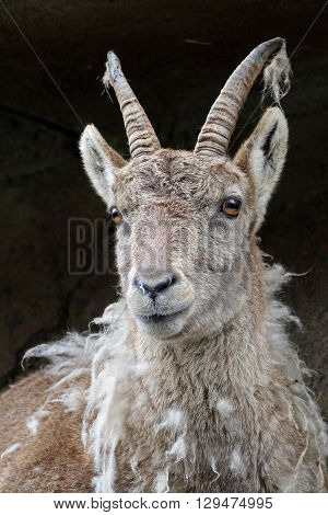 A Moulting Alpine ibex with a dark background