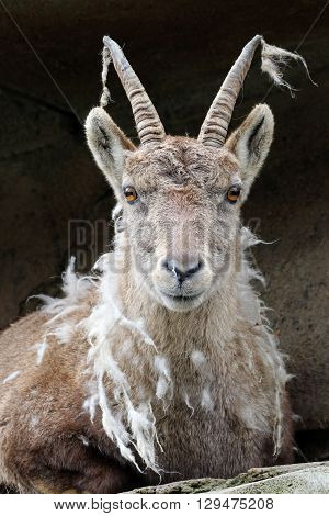 Portrait of a moulting Alpine ibex with dark background