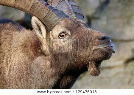 An Alpine ibex is showing his tongue