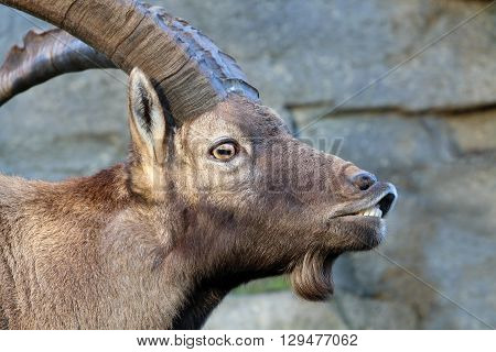 An Alpine ibex head with a rocky background