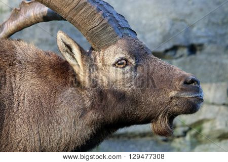 An Alpine ibex head with a rocky background