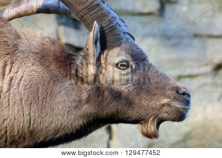 An Alpine ibex head with rocky background