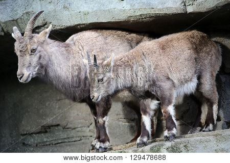 An Alpine ibex mother with her child