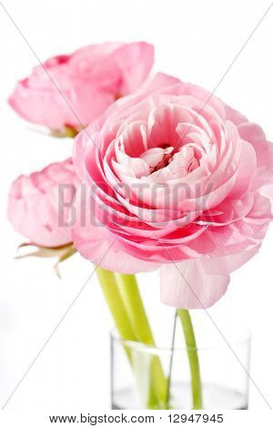 Ranuncolo rosa