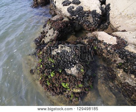 Mussels Attached To Rocks Of The Adriatic Sea