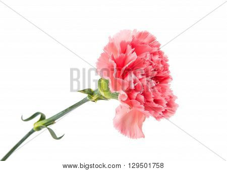 carnation flower isolated on white backgroundgift, love,