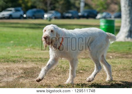 Large Italian Spinone walking across dog park.