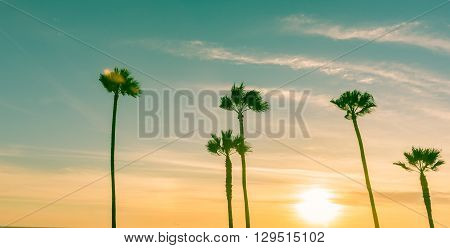 Retro effect image sun hsetting on horizon through tropical palms along Californian beaches.