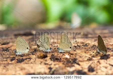 all little cute butterfly on nature background