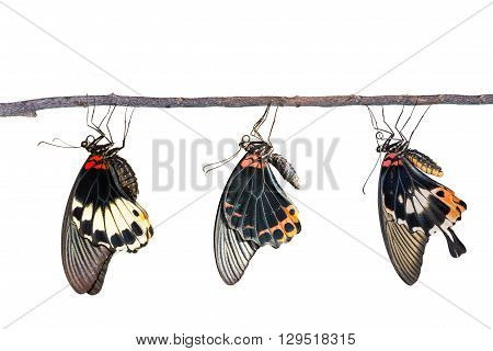 Isolated male and female great mormon butterfly with clipping path