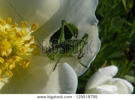 Locusts on a flower
Locusts - pest plant, destroying everything in its path.