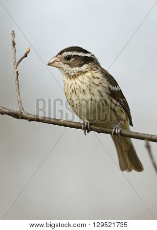 Female Rose-breasted Grosbeak Perched On A Branch