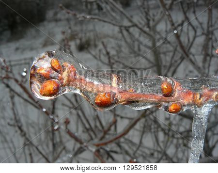 Sprig of cherries covered with ice
In March, cooling leads to icing of trees branches.