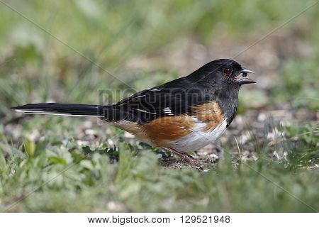 Male Eastern Towhee Eating A Seed