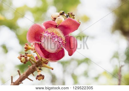 Flower Of Shorea Robusta Tree On Blur Bokeh