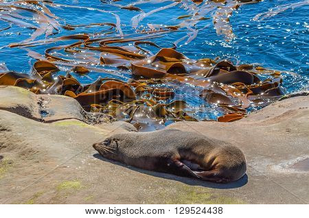 New Zealand fur seal (Arctocephalus Forsteri) at wildlife sanctuary sunbathing on a rock
