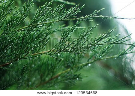 many small fir branches in the green