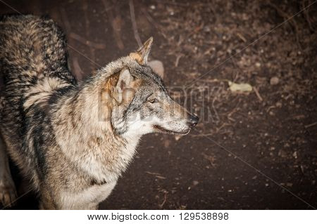 Grey Wolf In A Forest In Autumn