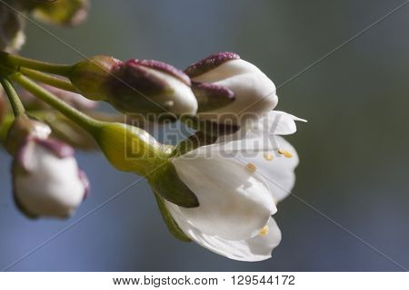 some buds and blossoms on the cherrytree