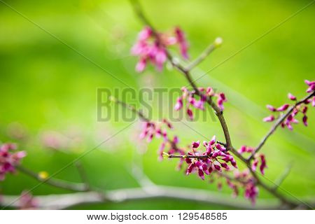Pink small buds on a branch on a green background. Blooming trees in early spring