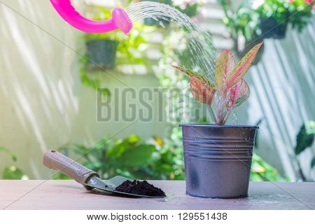 Colorful Plant In Zinc Pot