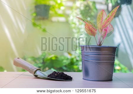 Colorful Plant In Zinc Pot