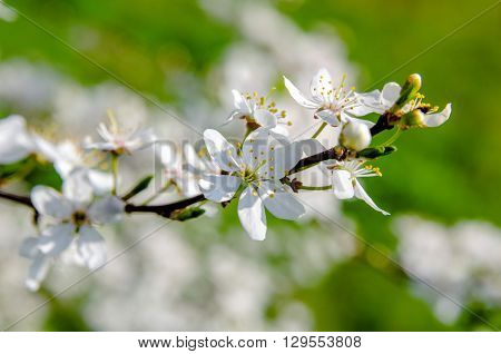 Cherry tree branch blooming in spring, in May