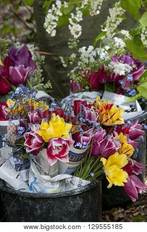 Tulips Fresh Cut From Field In Bucket