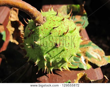 unripe chestnut in a green shell macro isolate