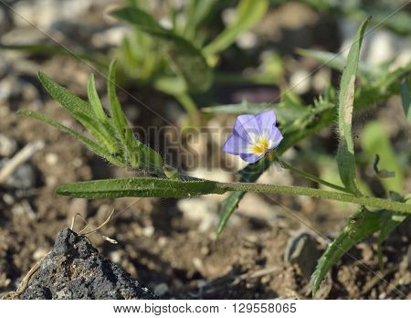 Five-lobed Bindweed - Convolvulus pentapetaloides Wild Flower from Cyprus