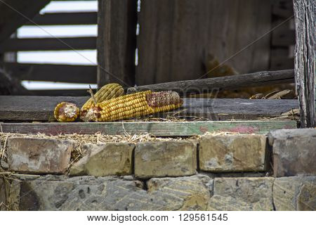 Several corn cob standing in the doorway of the old village barn.