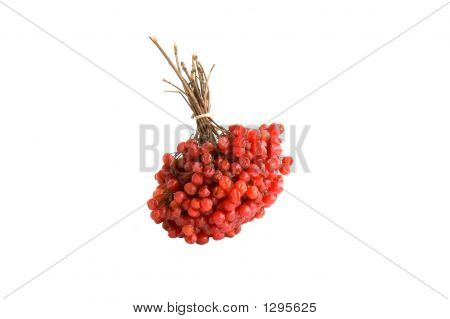 Ashberry