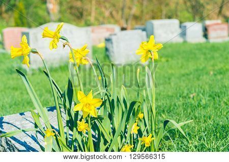 Tombstones In Montreal Cemetary With Yellow Jonquils In Springtime (vintage Filter)