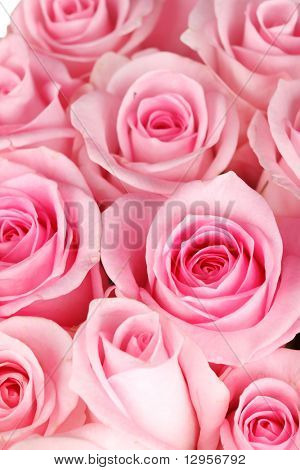 กุหลาบสวยงาม
