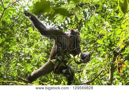 Close Up Portrait Of Chimpanzee ( Pan Troglodytes ) Resting  On The Tree In The Jungle