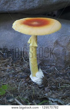 Half-dyed slender Caesar mushroom (Amanita hemibapha). Another scientific name for this fungus is Amanita caesareoides