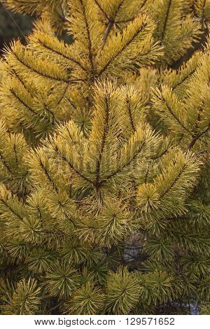 Gold coin golden scotch pine (Pinus sylvestris Gold coin). Image of twigs and needles