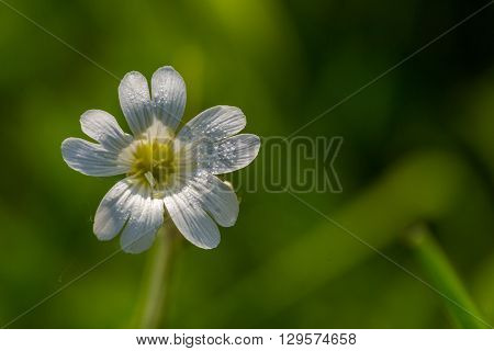 Close Up Of Small White Wildflower