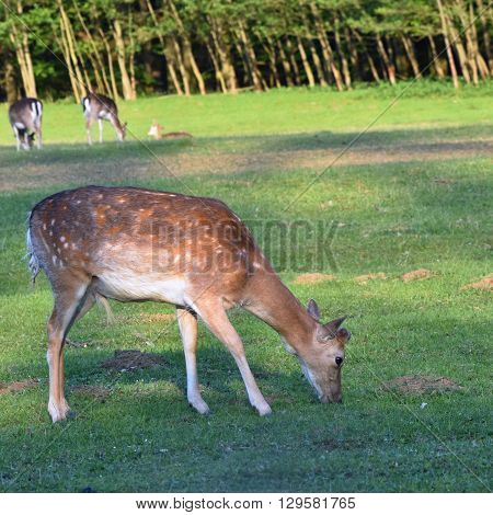 Fallow deer on the meadow. Fallow - (Dama dama ) Beautiful natural colored background with wild animals.Nature.
