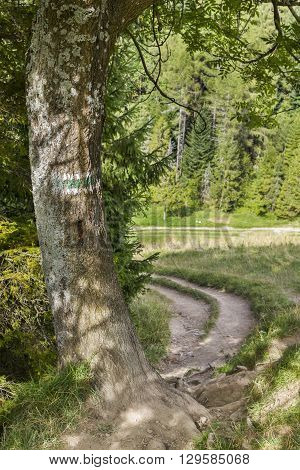 Green mountain trail from the Wysoka Mountain to the village Jaworki, Poland