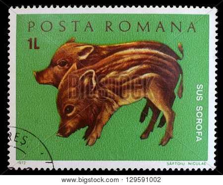 ZAGREB, CROATIA - JULY 19: stamp printed by Romania, shows wild pigs, circa 1972, on July 19, 2012, Zagreb, Croatia