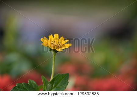 Creeping daisy  Wedelia trilobata Singapore daisy  Creeping ox-eye