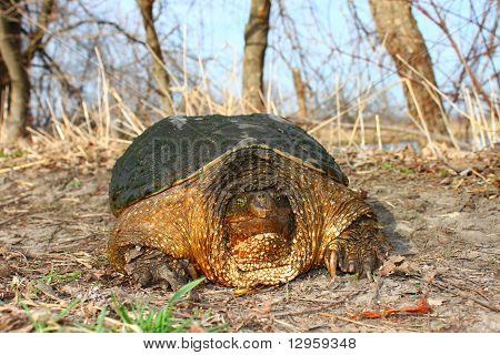เต่า (Chelydra serpentina)