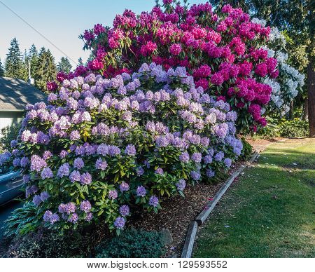 The state flower of Washington grows big in Burien Washington.