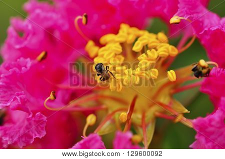 small bees are collecting pollen in the morning