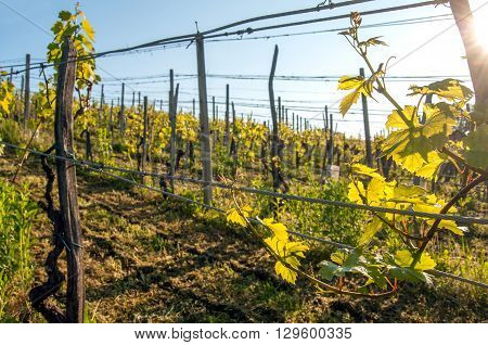 Photo of vineyard on a bright sunny spring day