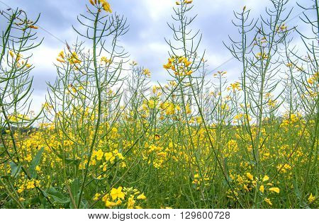 Photo of field of rapseed with sky in the background